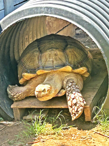 Photo of the Day: Dozer Smiling